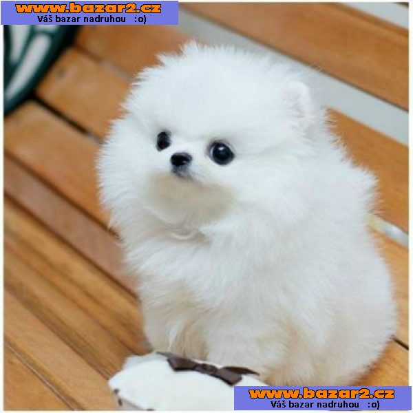 Krásná štěňata pomeranianů