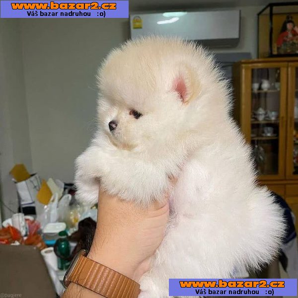 Rozkošná čistokrevná štěňata pomeranianů.