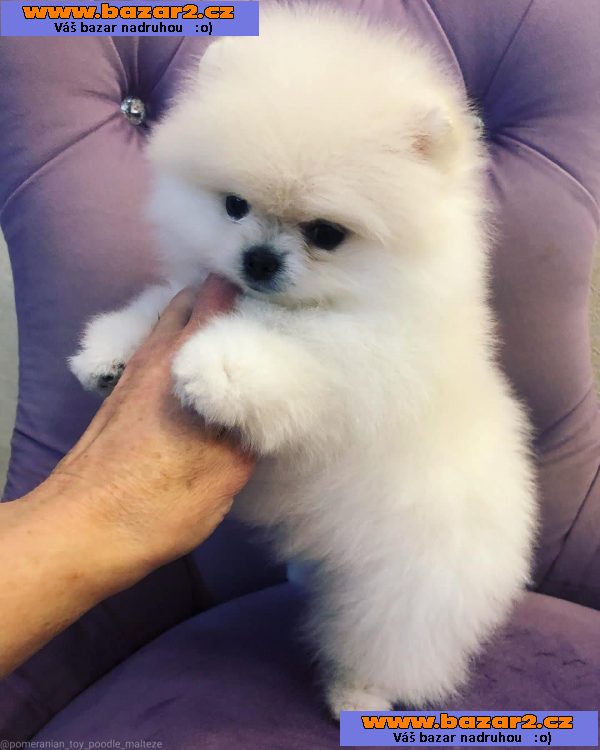 Rozkošná čistokrevná štěňata pomeranianů.