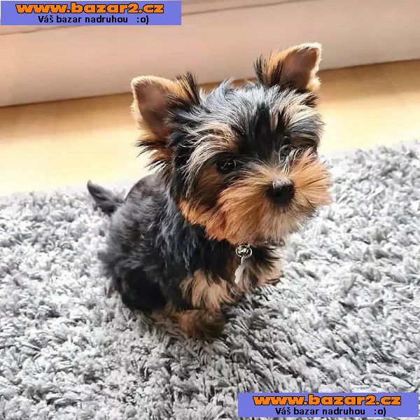 Prodám roztomilá štěňata Yorkie