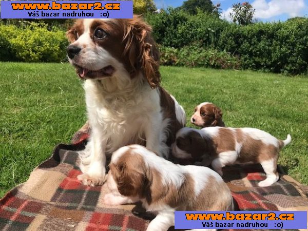 Prodám štěňata Cavalier King Charles