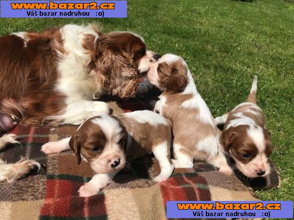 Prodám štěňata Cavalier King Charles