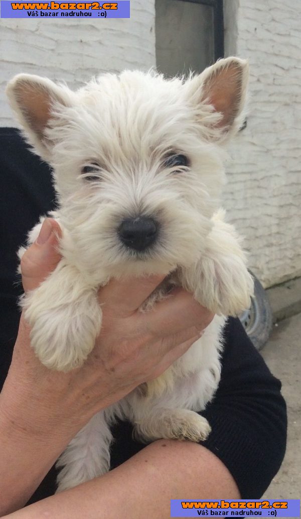 Prodám štěňata West Highland White Terrier