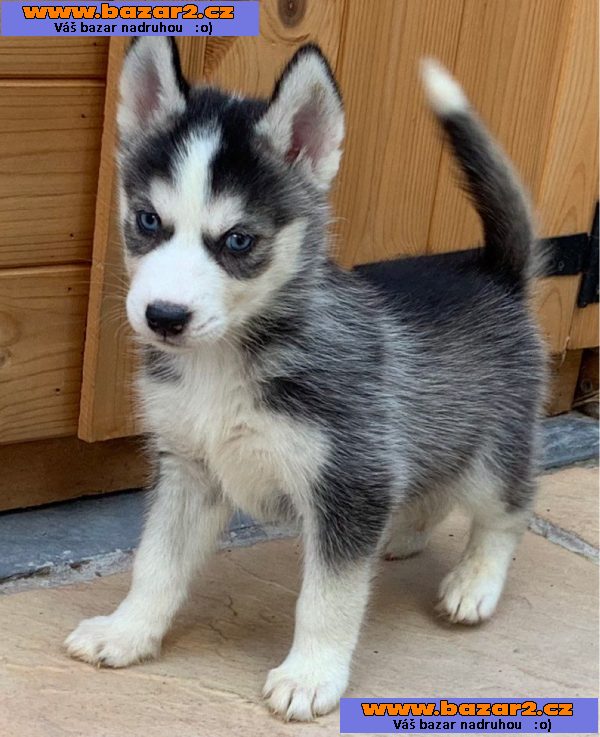 Štěňata sibiřského huskyho na prodej