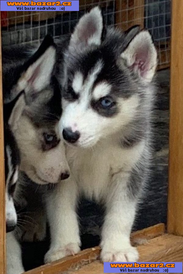 Štěňata sibiřského huskyho na prodej