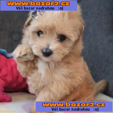 Prodám hravá štěňata Maltipoo.