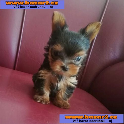 Jorkšírský terier -Yorkshire terrier s PP FCI