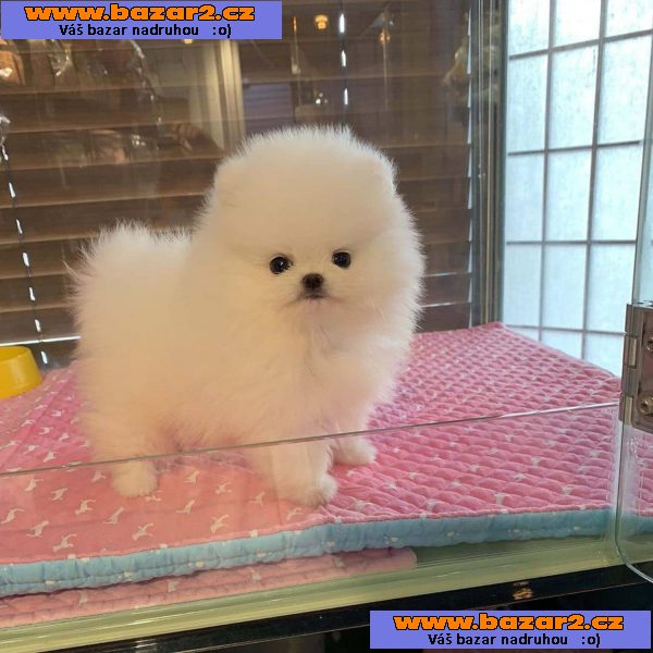 Trpasličí špic/pomeranian s PP FCI