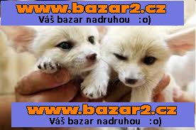 Kvalitní kocouři a fenky Fennec fox koťátka připravena