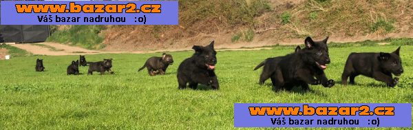 Německý ovčák s PP štěně