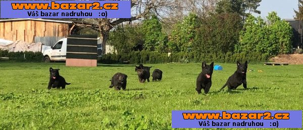 Německý ovčák s PP štěně