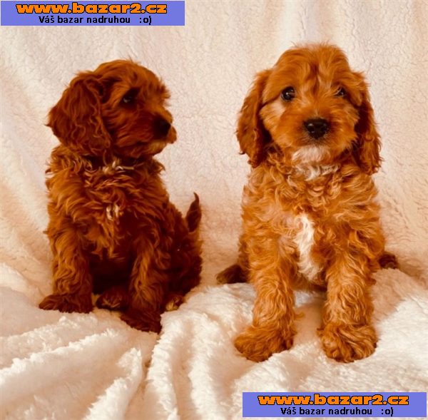Prodám štěňata Cavapoo.