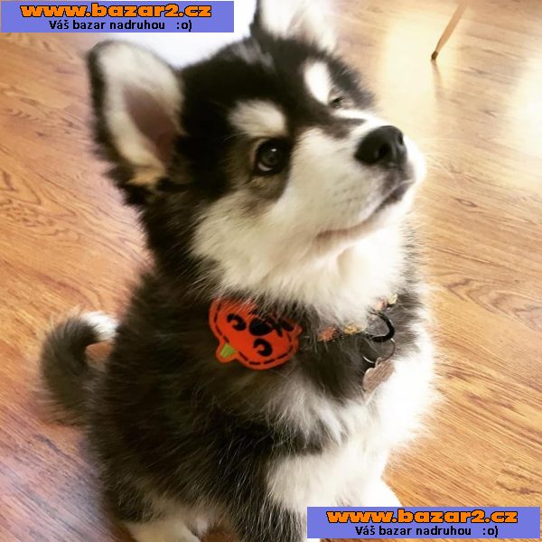 Prodám štěňata Pomsky.