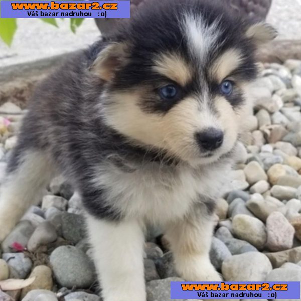 Prodám štěňata Pomsky.
