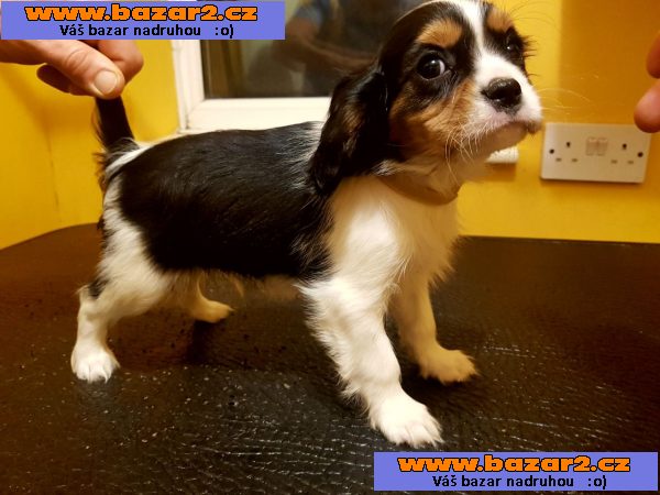 Prodam mladičke Cavalier King Charlesa.