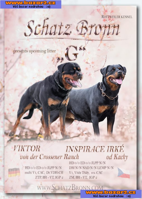 Štěňata rotvajlera s PP - Rottweiler (RTW) - štěně
