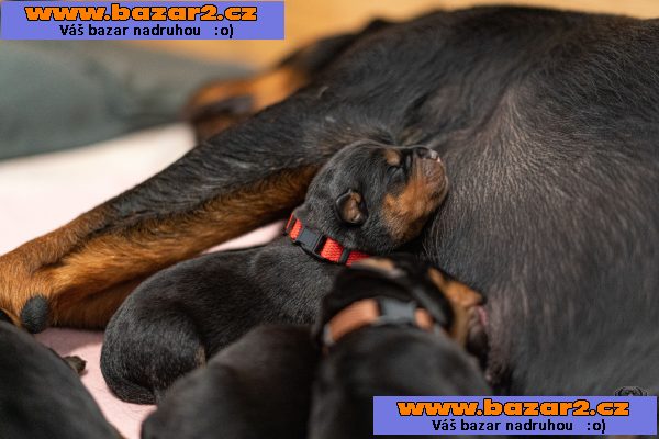 Štěňata rotvajlera s PP - Rottweiler (RTW) - štěně