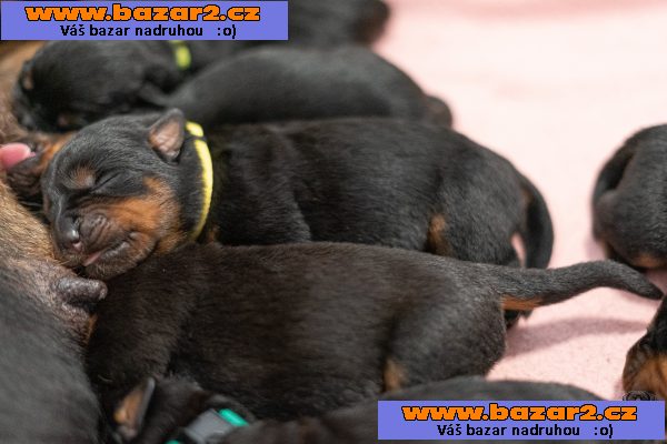 Štěňata rotvajlera s PP - Rottweiler (RTW) - štěně