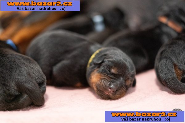 Štěňata rotvajlera s PP - Rottweiler (RTW) - štěně