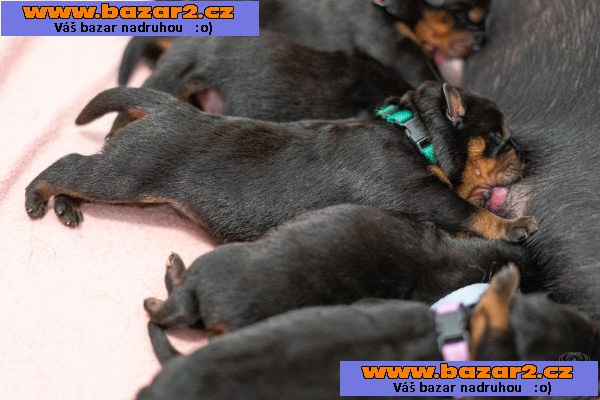 Štěňata rotvajlera s PP - Rottweiler (RTW) - štěně