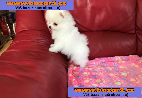 mikro pomeranian s pp -