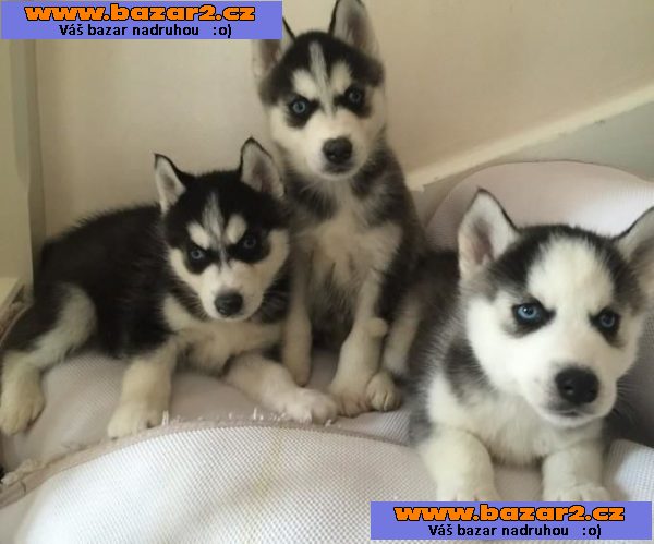 sibiřský husky