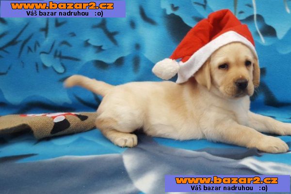 labradorský retrívr