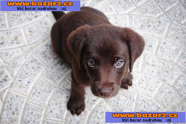 Labrador Retriever štěňata