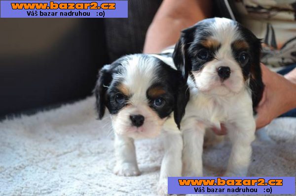 Kavalír king charles spaniel