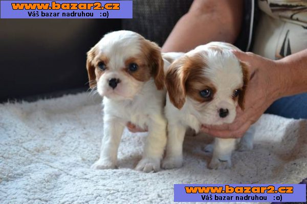 Kavalír king charles spaniel