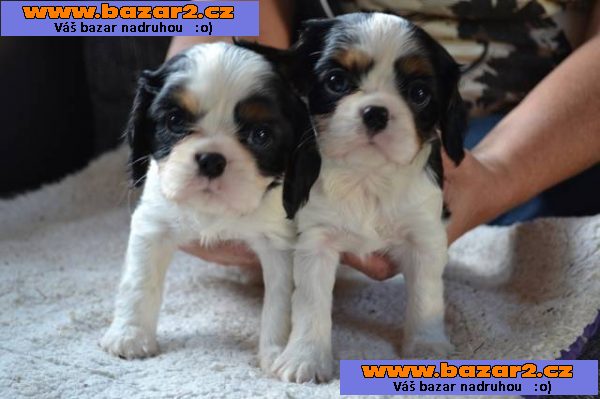 Kavalír king charles spaniel