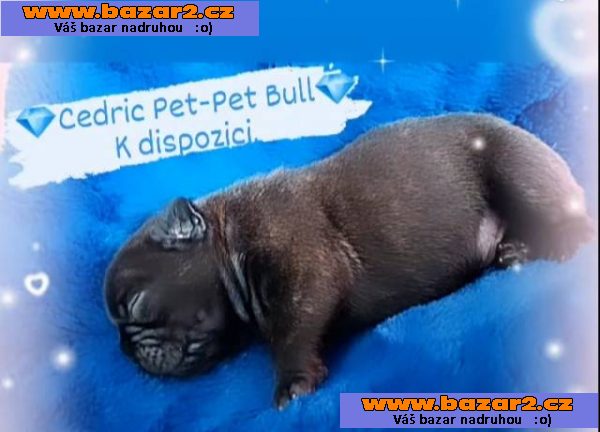 Francouzský buldoček s PP FCI