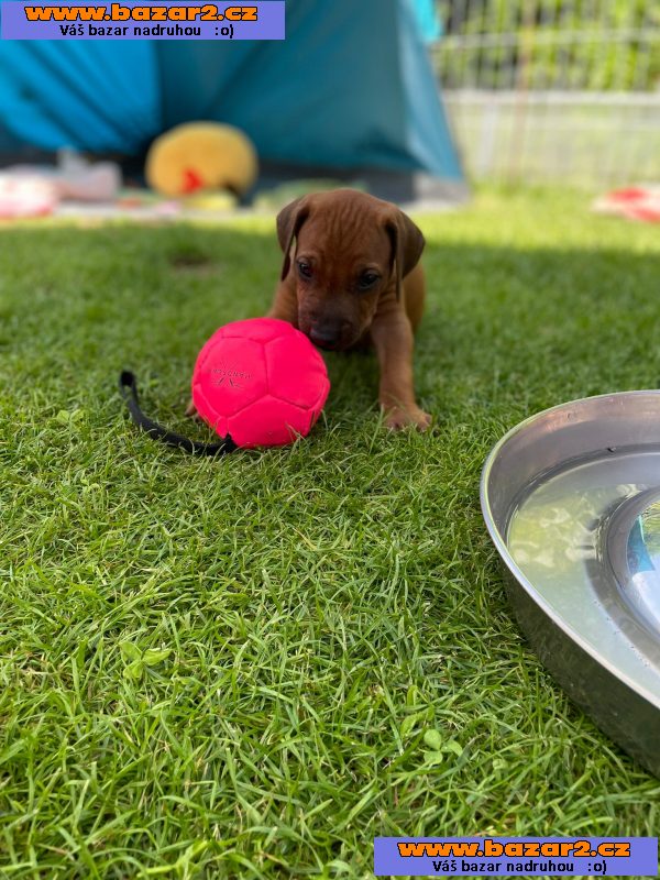 Štěňátka Rhodéský ridgeback 
