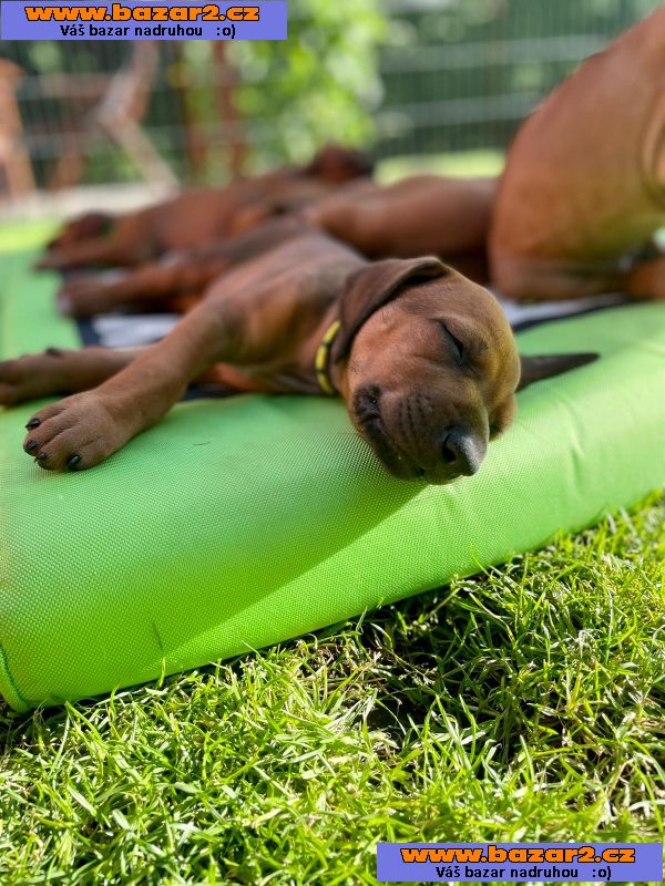 Štěňátka Rhodéský ridgeback 