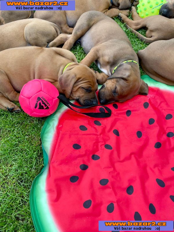 Štěňátka Rhodéský ridgeback 