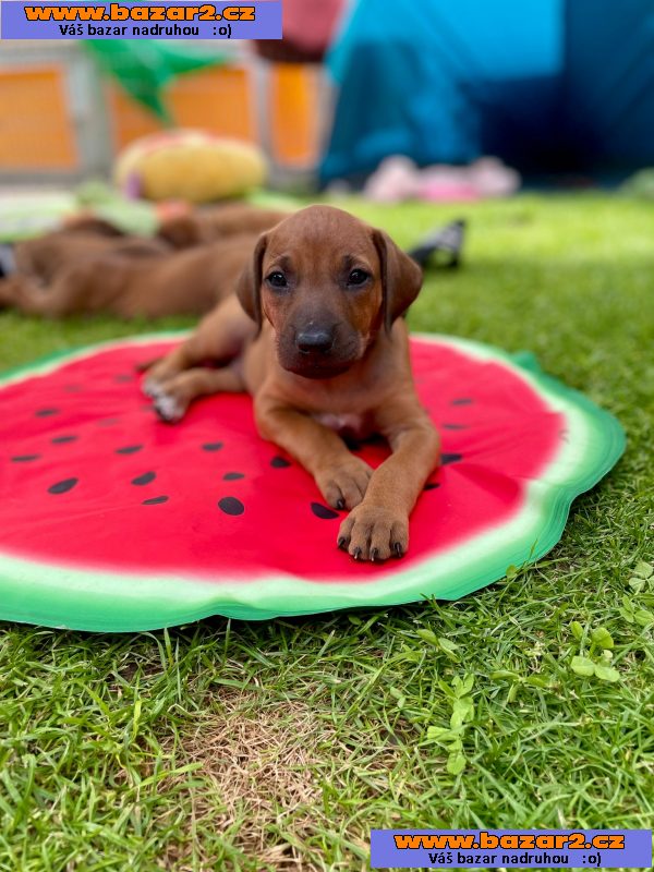 Štěňátka Rhodéský ridgeback 