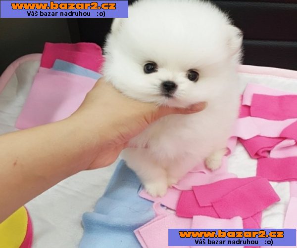 Pomeranian mini