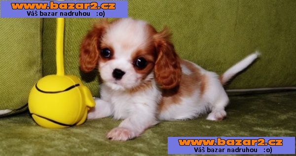 Štěňata Kavalír King Charles Spaniel