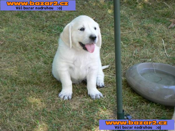Golden retriever s PP - štěňata /zlatý retrívr/
