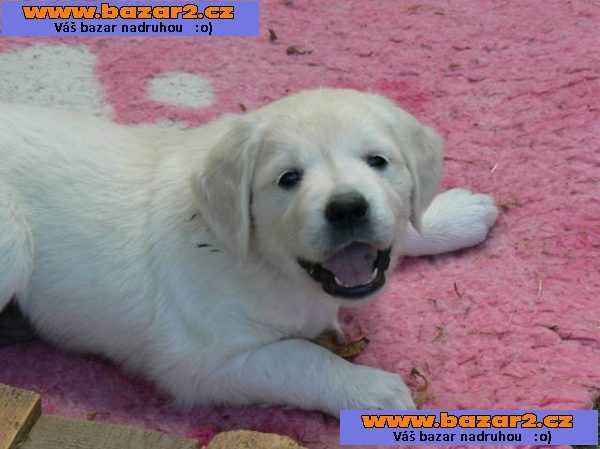 Golden retriever s PP - štěňata /zlatý retrívr/
