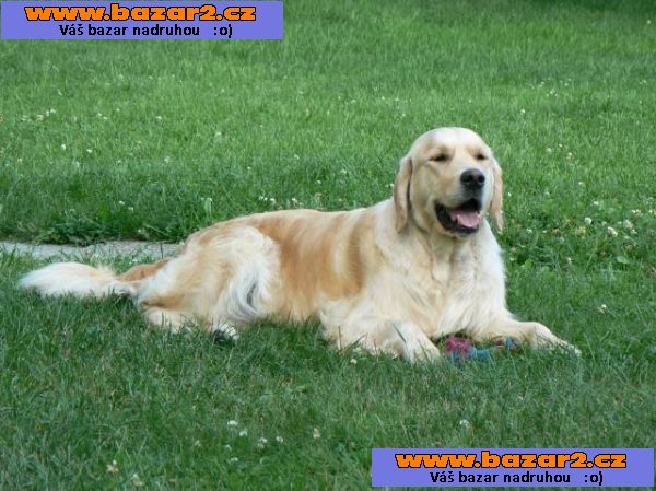 Golden retriever s PP - štěňata /zlatý retrívr/