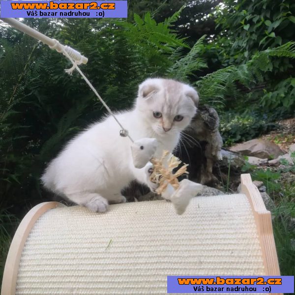 Skotská klapouchá koťata s PP