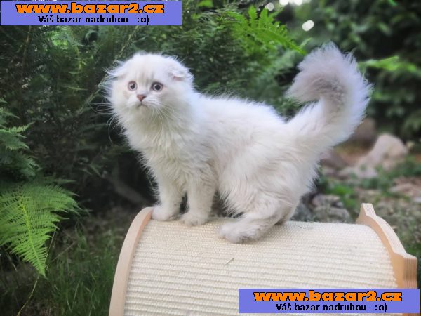 Skotská klapouchá koťata s PP