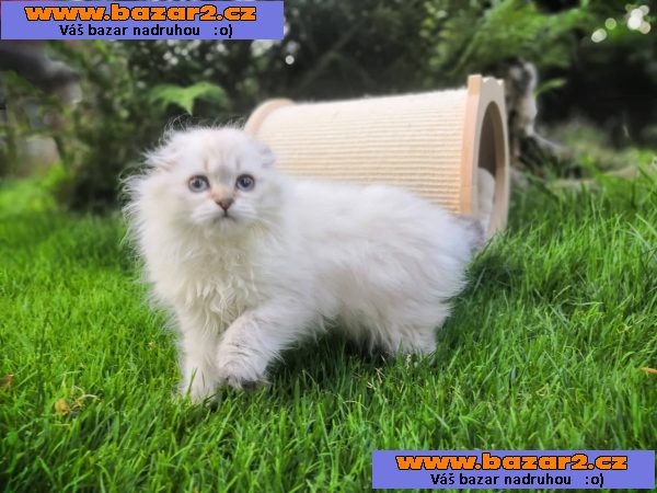 Skotská klapouchá koťata s PP