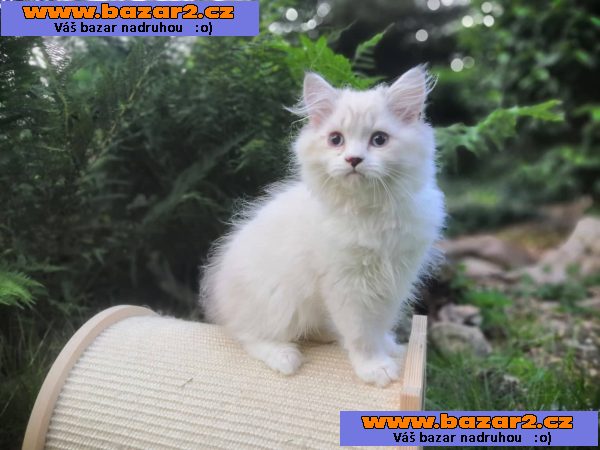 Skotská klapouchá koťata s PP