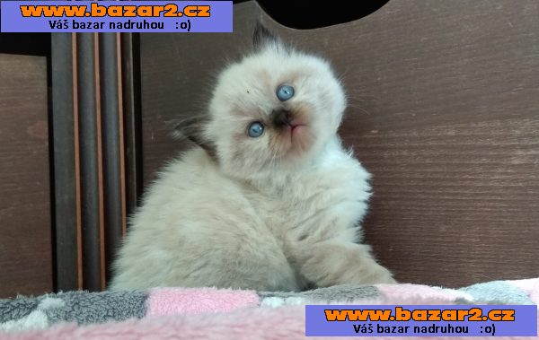 RAGDOLL - hadrová panenka s PP