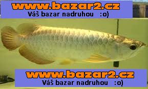 Arowana ryby k dispozici