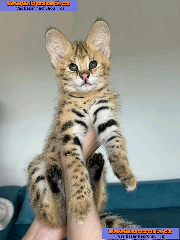    4 týdny stará koťátka Savannah Serval a Caracal