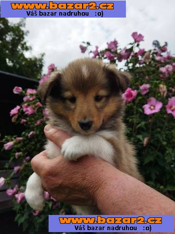 Zlatá štěňátka sheltie s PP