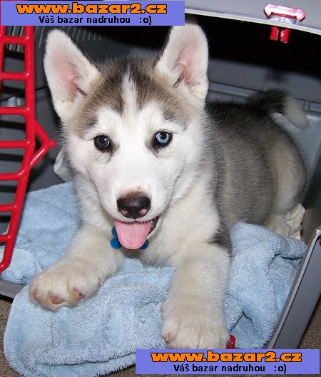 Sibiřský husky štěňata